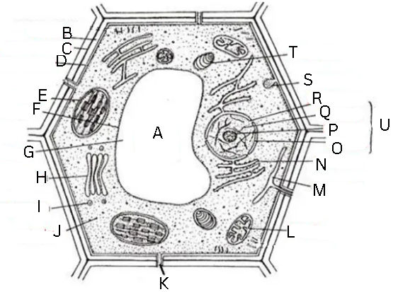 <p>Identify and label this diagram</p>