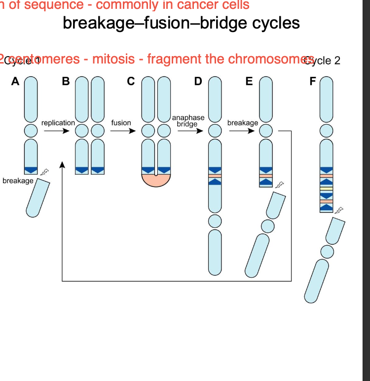 <ul><li><p>Mis repair of double strand breaks</p></li><li><p>-inappropriate recombination (during meiosis) (remember this is where recombination occurs) - obviously recombo problems cause variation</p></li><li><p>Errors in replication</p></li></ul><p></p><p>Problem</p><p>-More than 2 BROKEN ENDS - repair machinery J<strong>OINS THEM TO THE WRONG PARTNERS.</strong></p><p>2 nonhomologous chromosomes swap segments.</p><p>-CHROMOSOMES ARE A BLEND OF THE ORIGINAL CHROMOSOMES</p><p></p><p>-if each chromosome variant still has <strong>ONLY ONE CENTROMERE - then MITOSIS CAN OCCUR WITH NO PROBLEMS</strong></p><p></p><p><strong><u>DICENTRIC CHROMOSOME</u></strong></p><p>-Occurs when 2 parts of a chromosomes swap and both RETAIN THEIR CENTROMERE.</p><p>Chromosome now has 2 centromeres</p><p>-mitotic spindle responsible for chromosome separation - struggles to pull chromosome to opposite poles of the cell</p><p>Mitotic spindle CANT DEAL with a chromosome with 2 centromeres.</p><p></p><p><strong><u>Breakage - fusion - bridge cycles - MITOSIS OF DICENTRIC CHROMOSOME</u></strong></p><p>-Tension, spindle will try to pull chromosome in two directions at once</p><p></p><p>Break fusion break - cycle occurs where the segments of the chromosome continuously</p><p><strong>Cause fragmentation </strong>+ genomic instability</p><p>-HALL MARK OF CANCER IN CELLS - CHROMOSOMAL ABNORMALITY</p><p></p><p><strong><u>ACENTRIC CHROMOSOME - ANEUPLOIDY</u></strong></p><p>Chromosome has LOST its <strong>centromere </strong>due to translocation</p><p>-Chromosome CANT be pulled to either pole during mitosis</p><p>ACENTRIC CHROMOSOME</p><p>-Usually lost during mitosis - fails to segregate into daughter cells due to MISSING CENTROMERE</p><p>-Results in genetic loss + instability</p><p>ANEUPLOIDY</p><p></p><p>MITOSIS -</p><p>Acentric - loss of genetic material</p><p>Dicentric - bridge - fusion - break cycle - MITOTIC SPINDLE CANT HANDLE 2 CENTROMERES - fragmentation of chromosomes</p><p></p><p></p><p></p>