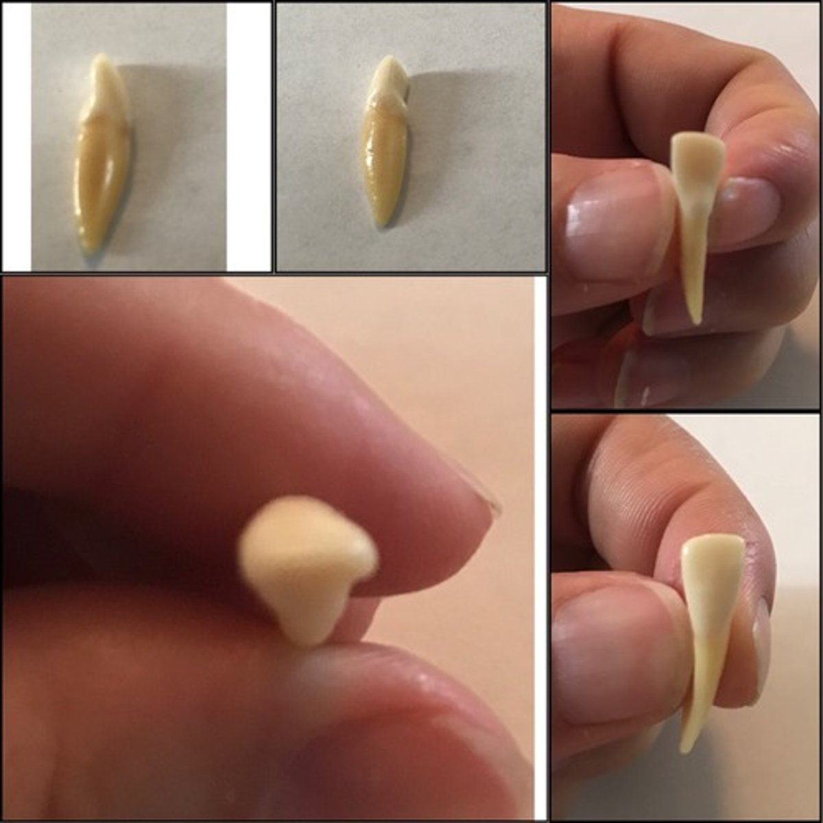 <p>What tooth is this ?</p>