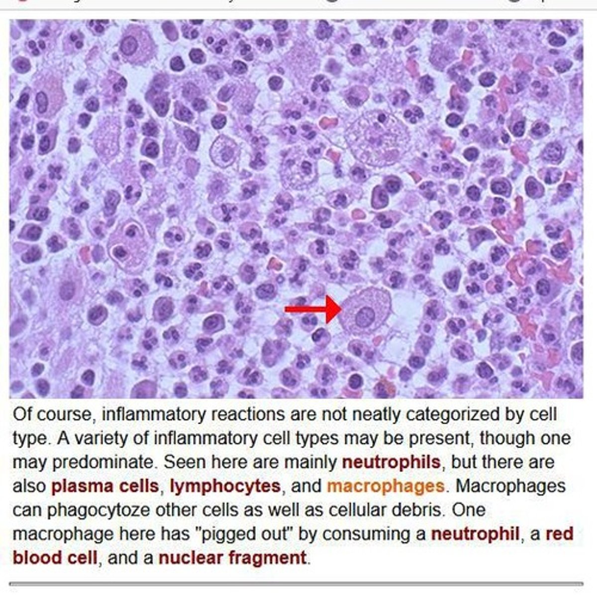 <p>Form from monocytes, which migrate from the blood into tissues, where they play a critical role in innate immunity and antigen presentation.</p>