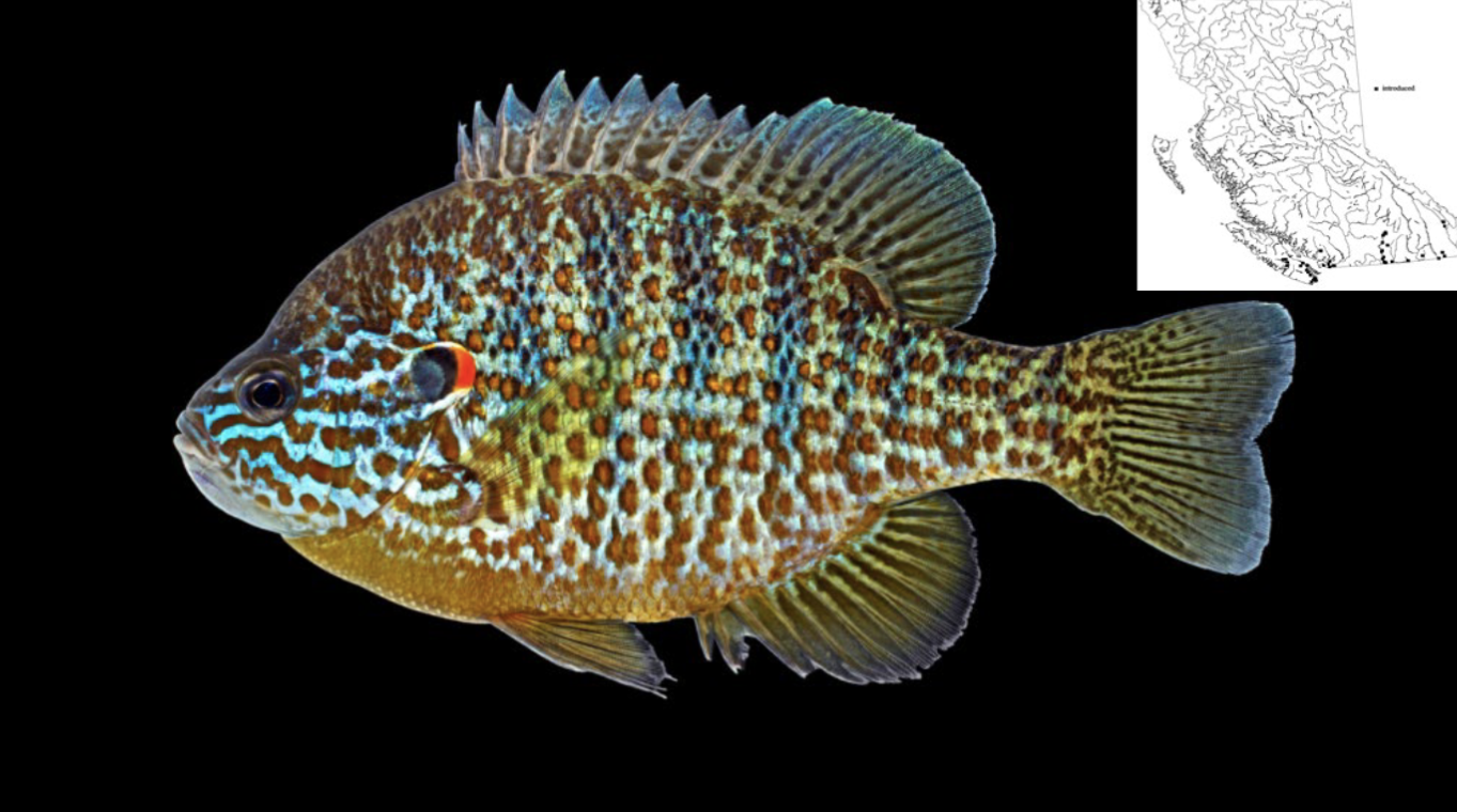 <p>Family Centrarchidae</p>