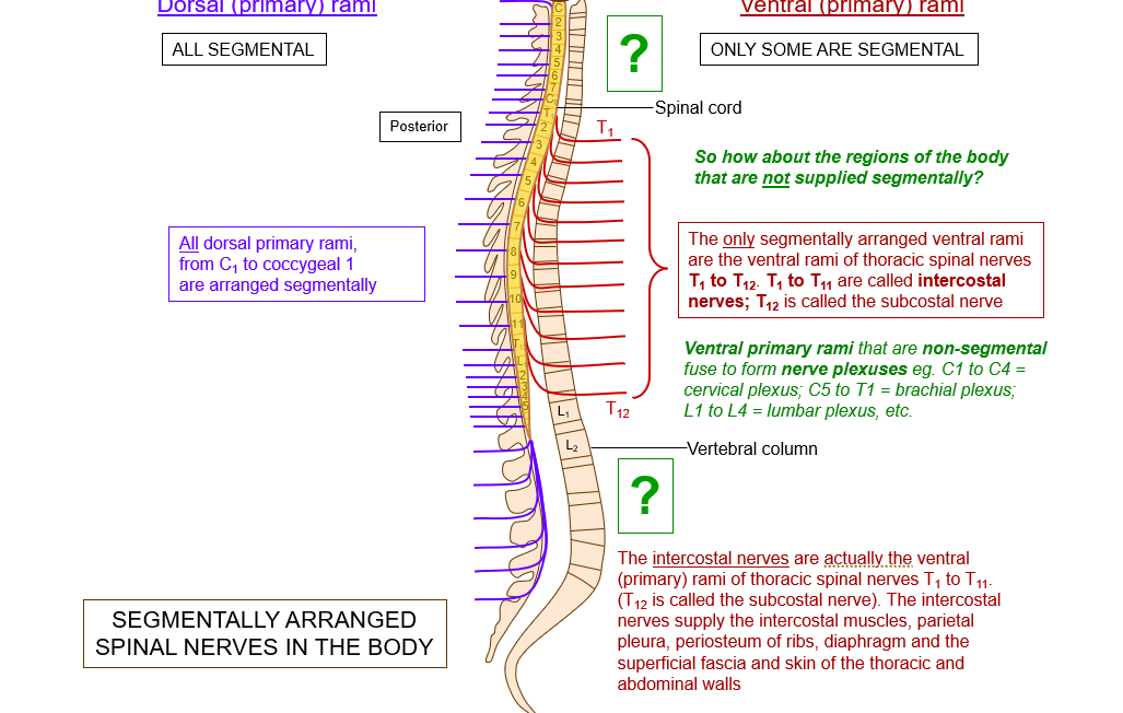 <p>the ventral rami of the thoracic spinals nerves T1-T12</p>