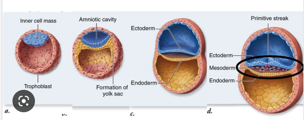 <ol start="4"><li><p><strong>Mammals</strong></p></li></ol><ul><li><p>Blastula transforms into a structure called the ______, which has an inner cell mass and an outer layer of cells called the trophoblast.</p><ul><li><p>Gastrulation begins with the formation of the _____ streak, similar to reptiles and birds.</p></li><li><p>The endoderm, mesoderm, and ectoderm layers form from cells migrating through the primitive streak.</p></li><li><p>The blastopore ______, and the anus and mouth form later in development.</p></li></ul></li></ul>