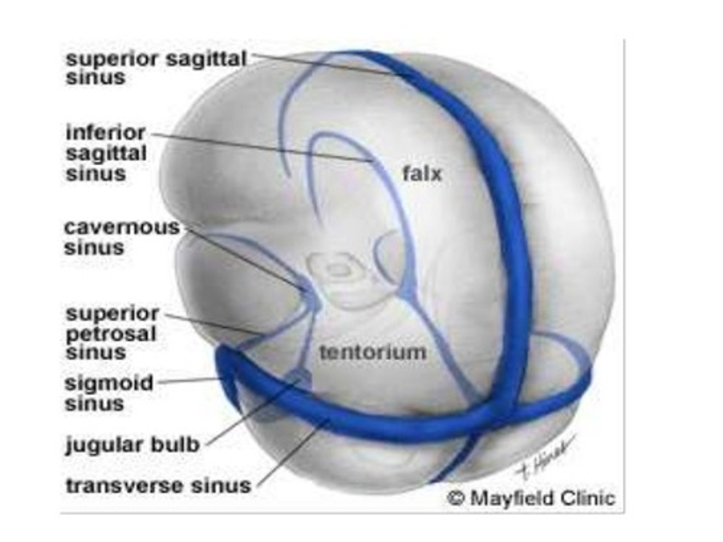 <p>-Separates layers of cranial dura mater</p><p>-Collect blood circulating though brain</p>