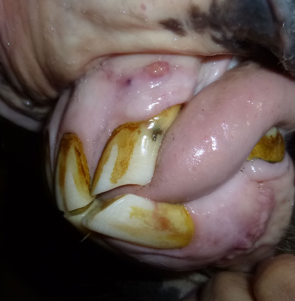 <p>gingival recession, calculus deposition, and firm bulbous enlargement of incisive bone over incisive reserve crowns</p>