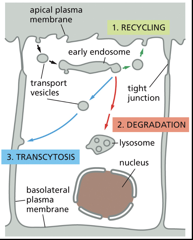 <p></p><p><strong>Degradation</strong></p><p>Receptors are delivered to lysosomes to be degraded</p><p><strong>Recycling</strong></p><p>Receptors are returned either to the same plasma membrane domain from which they come</p><p><strong>Transcytosis </strong></p><p>Receptors are returned to a different domain of the plasma membrane</p>