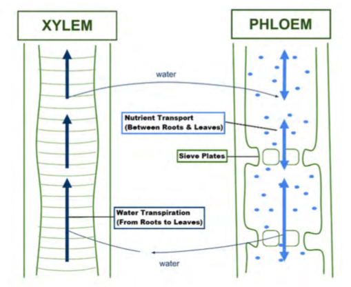 <p>Transports water and minerals only up the tree. They form vessel elements (hollow tubes)</p>