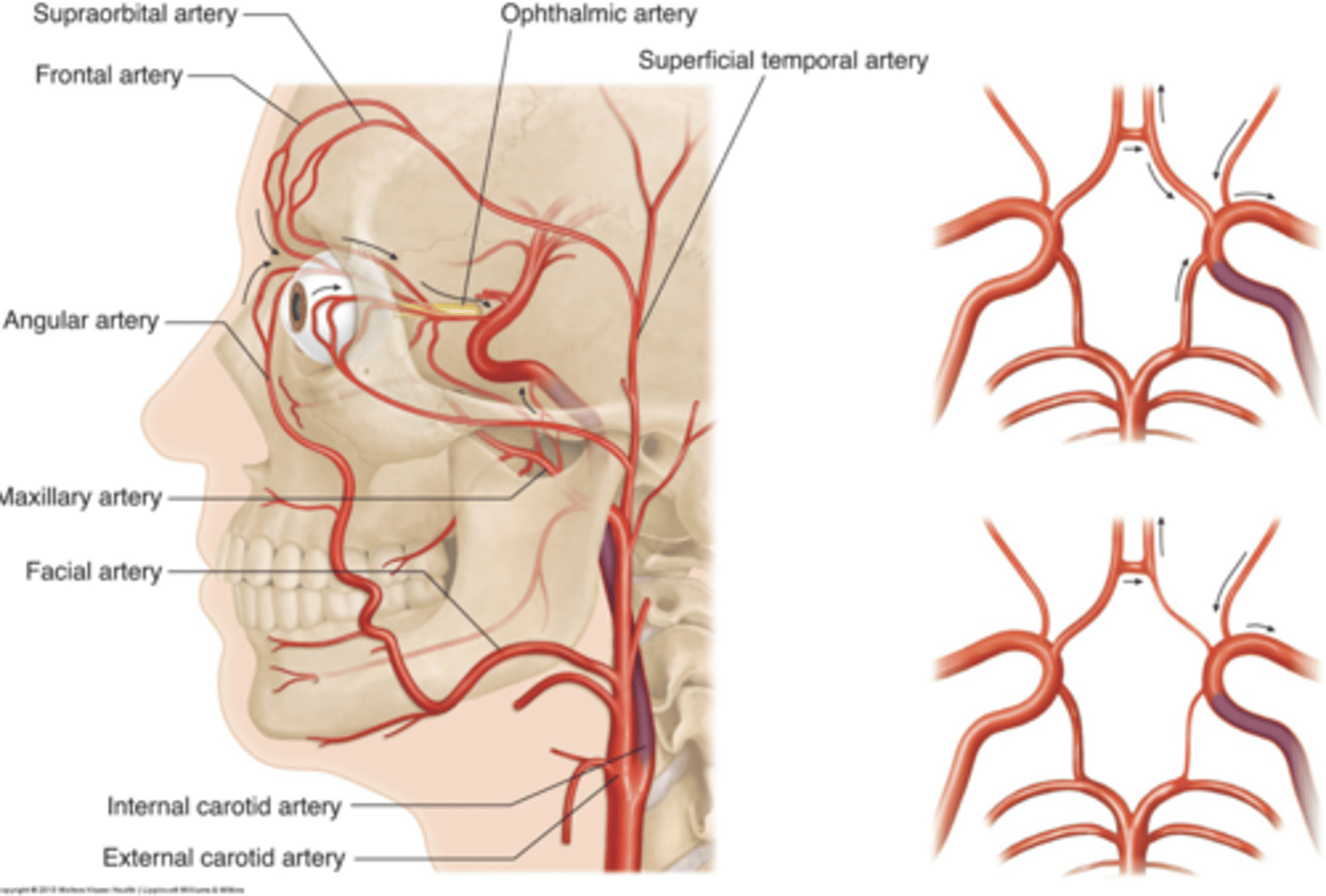 <p>ECA to ICA via reversed ophthalmic A</p><p>Crossover collateral via anterior communicating A</p><p>Posterior-to-anterior collateral via posterior communicating A</p>