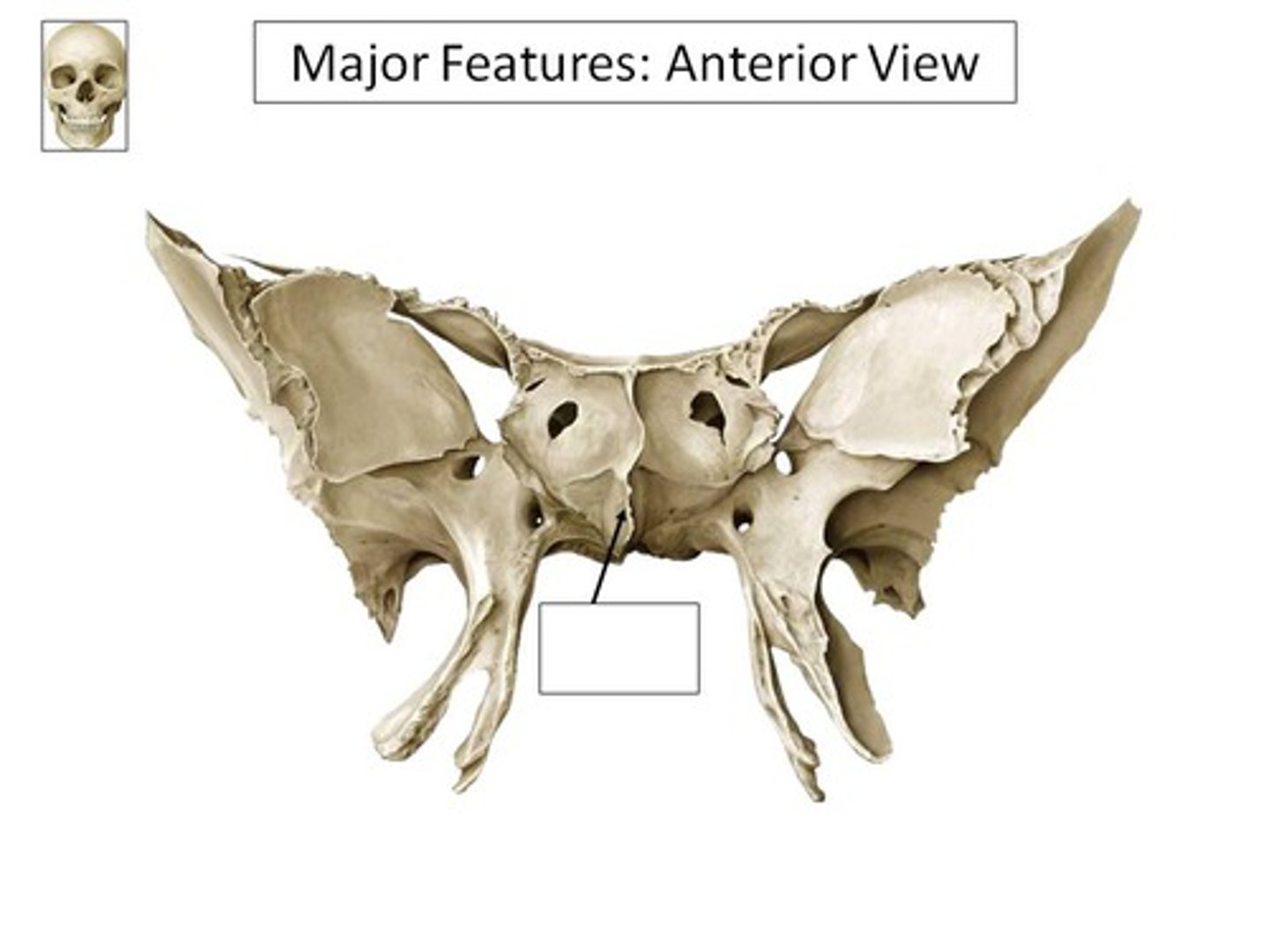<p>forms the back wall of the nasal cavities</p>