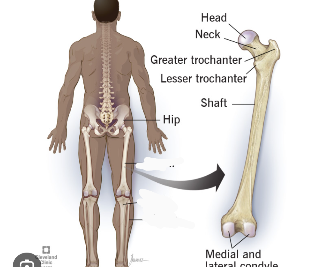 <p>What bone is this? (Appendicular)</p>