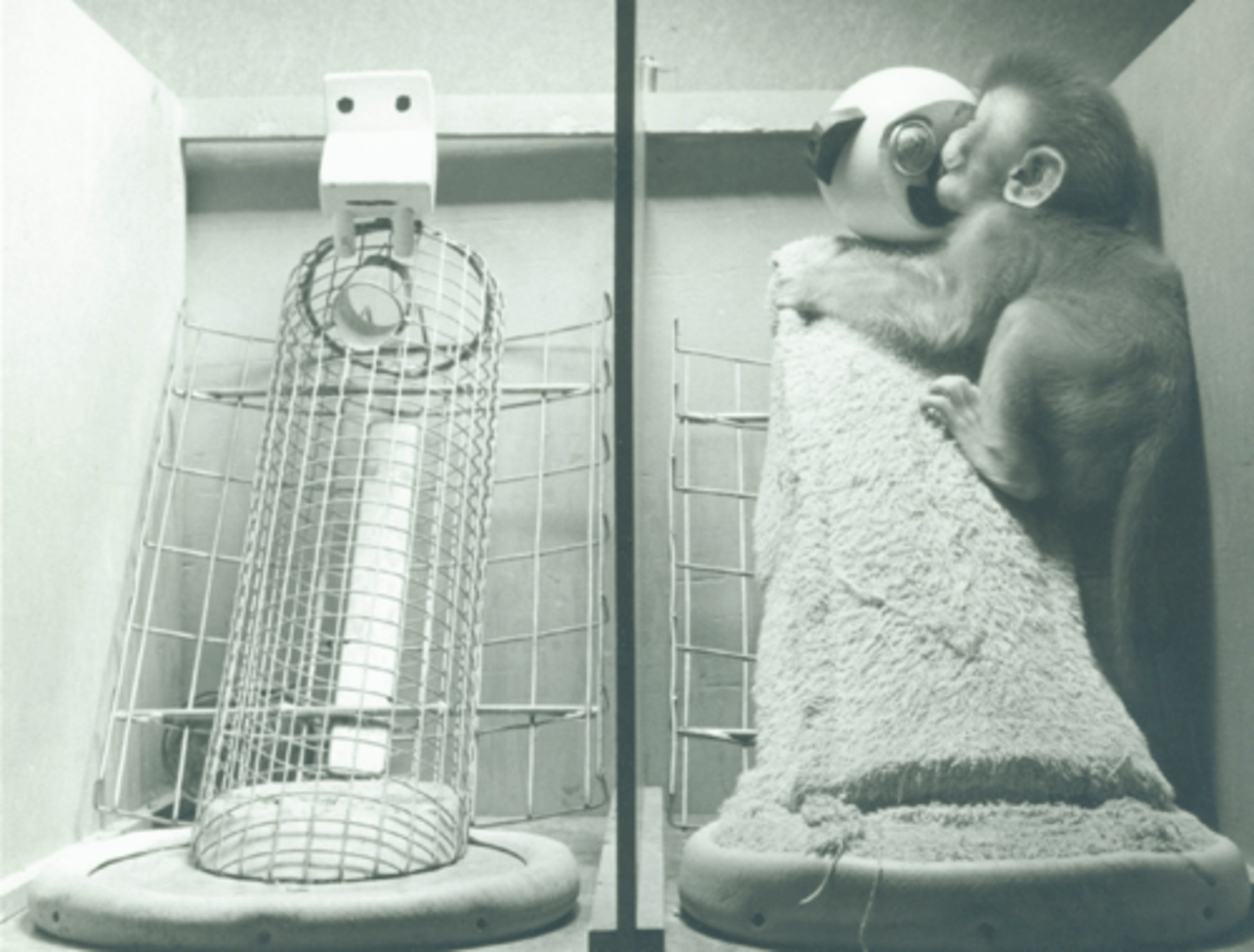 <p>1. The Cupboard Theory of Mother-Infant Attachment explained that a mother is valuable to a baby mammal because she is a source of food</p><p>2. The Contact Comfort Theory of Mother-Infant Attachment explained that baby mammals are attached to their mothers because of the comfort of their warm, soft fur</p><p>3. Harry Harlow tested the theory by separating the two influences (food and contact comfort)</p><p>4. He built two monkey foster "mothers" for the baby monkeys, which were the only mothers they were exposed to</p><p>5. One of the mothers only offered food and not comfort</p><p>6. The other mother only offered comfort and not food</p><p>7. The babies would cling to the cloth mother 12-18 hours a day and only go to the wire mother to obtain food</p><p>8. The results supported the Contact Comfort Theory</p>