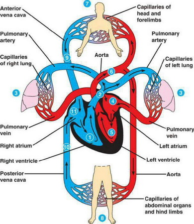 <ul><li><p><strong>The Superior Vena Cava (SVC)</strong>: Receives oxygen-poor blood from the upper body (72% oxygen saturation).</p></li><li><p><strong>The Inferior Vena Cava (IVC)</strong>: Receives oxygen-poor blood from the lower body (78% oxygen saturation).</p></li><li><p><strong>The Coronary Sinus (CS)</strong>: Receives oxygen-poor blood from the heart (60% oxygen saturation).</p></li><li><p>Oxygen-poor blood is sent to the <strong>Right Atrium (RA)</strong>.</p></li><li><p>Through the <strong>Tricuspid valve (TV)</strong> and into the <strong>Right Ventricle (RV)</strong>.</p></li><li><p>Through the <strong>Pulmonic valve (PV)</strong>.</p></li><li><p>To the <strong>Main Pulmonary Artery (MPA)</strong>.</p></li><li><p>Then through the <strong>Right and Left Pulmonary Artery</strong> to the lungs.</p></li></ul><p></p>