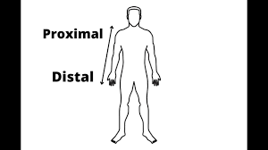 <p>closer to the center of the body or point of attachment</p>