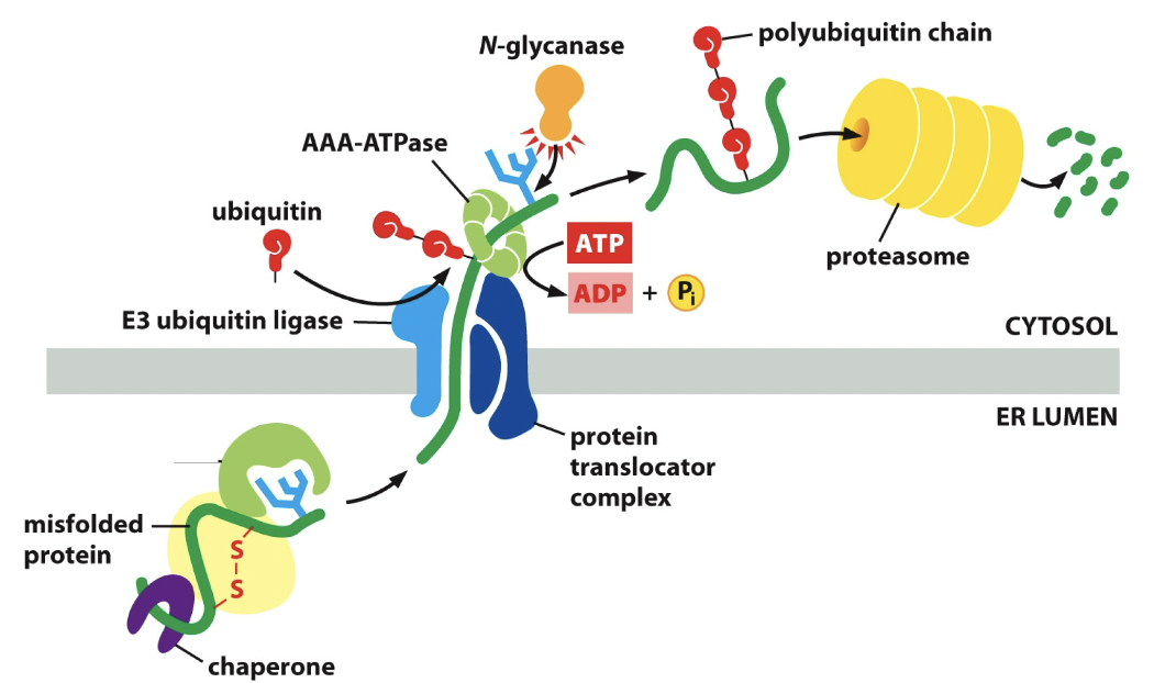 <p>The cutting process. Protein folding process doesn’t work out, it goes around the second time.</p>