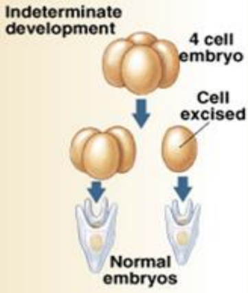 <p>deuterostome</p>