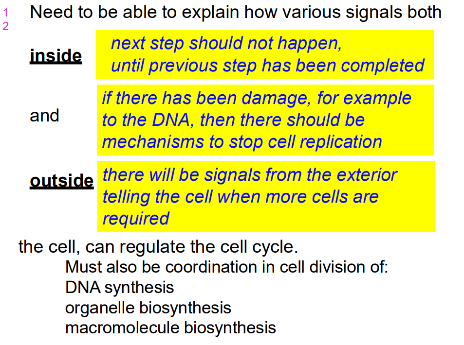 <p>Need to be able to explain how various signals both inside and outside the cell can regulate the cell cycle</p>