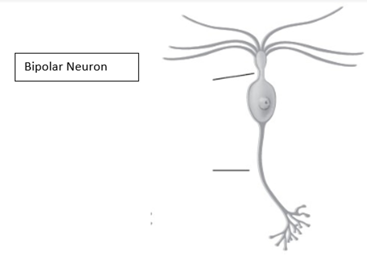 <p>What type of neuron is in the image?</p>