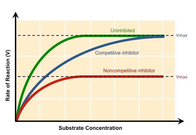 <p>if it’s an irreversible competitive inhibitor, the reaction rate would decrease significantly and flatline compared to the uninhibited enzyme’s reaction rate (similar to red line)</p><p>if it’s a reversible competitive inhibitor, the reaction rate would initially decrease compared to the uninhibited enzyme’s reaction rate but eventually equalize with increasing substrate concentration (similar to blue line)</p>