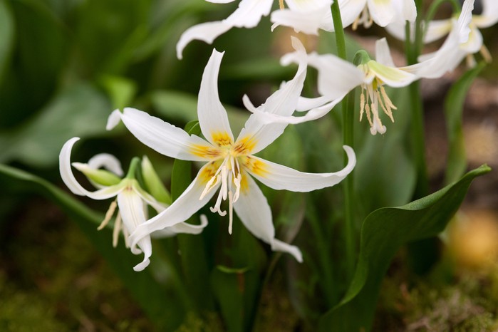 <p>Liliaceae</p>