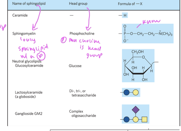 <ul><li><p>ceramide is parent compound</p></li><li><p>sphingomyelin</p></li><li><p>glucosylceramide</p></li><li><p>lactosylceramide</p></li><li><p>ganglioside</p></li></ul><p></p>