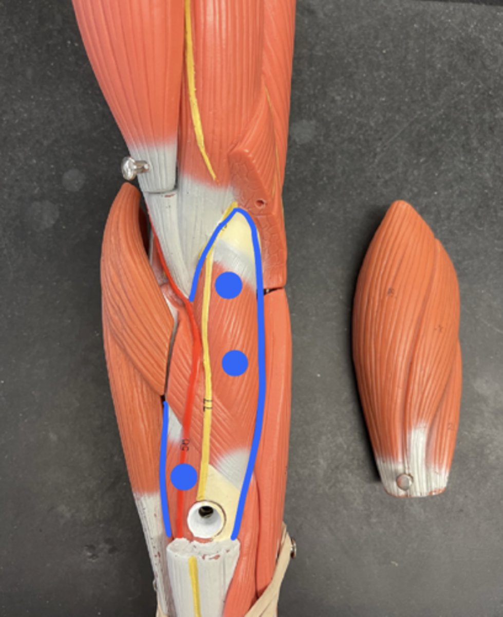 <p>makes a "x" with pronator teres</p><p>under brachioradialis</p>
