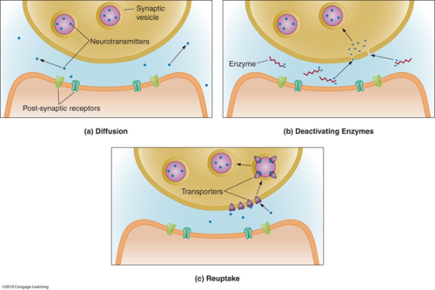 <p>Once the neurotransmitter is released into the synaptic cleft, it remains there for only a very short while.</p><p>Neurotransmitters are quickly removed from the synaptic cleft by the following mechanisms:</p><p>1. Diffusion</p><p>2. Reuptake - ex. The neurotransmitter serotonin is taken back to the presynaptic neuron by reuptake.</p><p>3. Degradation by synaptic enzymes – ex. The neurotransmitter acetylcholine is broken down to acetate and choline by the enzyme acetylcholinesterase.</p>