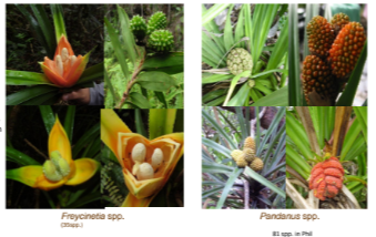 <ul><li><p>trees, shrubs, lianas, vines, epiphytes, and perennial herbs</p></li><li><p><span style="color: yellow">leaves are very long and narrow, sheathing</span>, simple, undivided, with parallel veins;</p></li><li><p>the leaf margins and abaxial midribs are often prickly</p></li></ul>