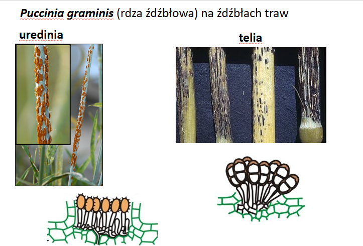 <p>Puccinia graminis (TELIA)</p><p>Gr.: BASIDIOMYCOTA – grzyby podstawkowe</p><p>Podgr.: PUCCINIOMYCOTINA </p><p>Kl.: Pucciniomycetes </p><p>Rz.: Pucciniales </p>