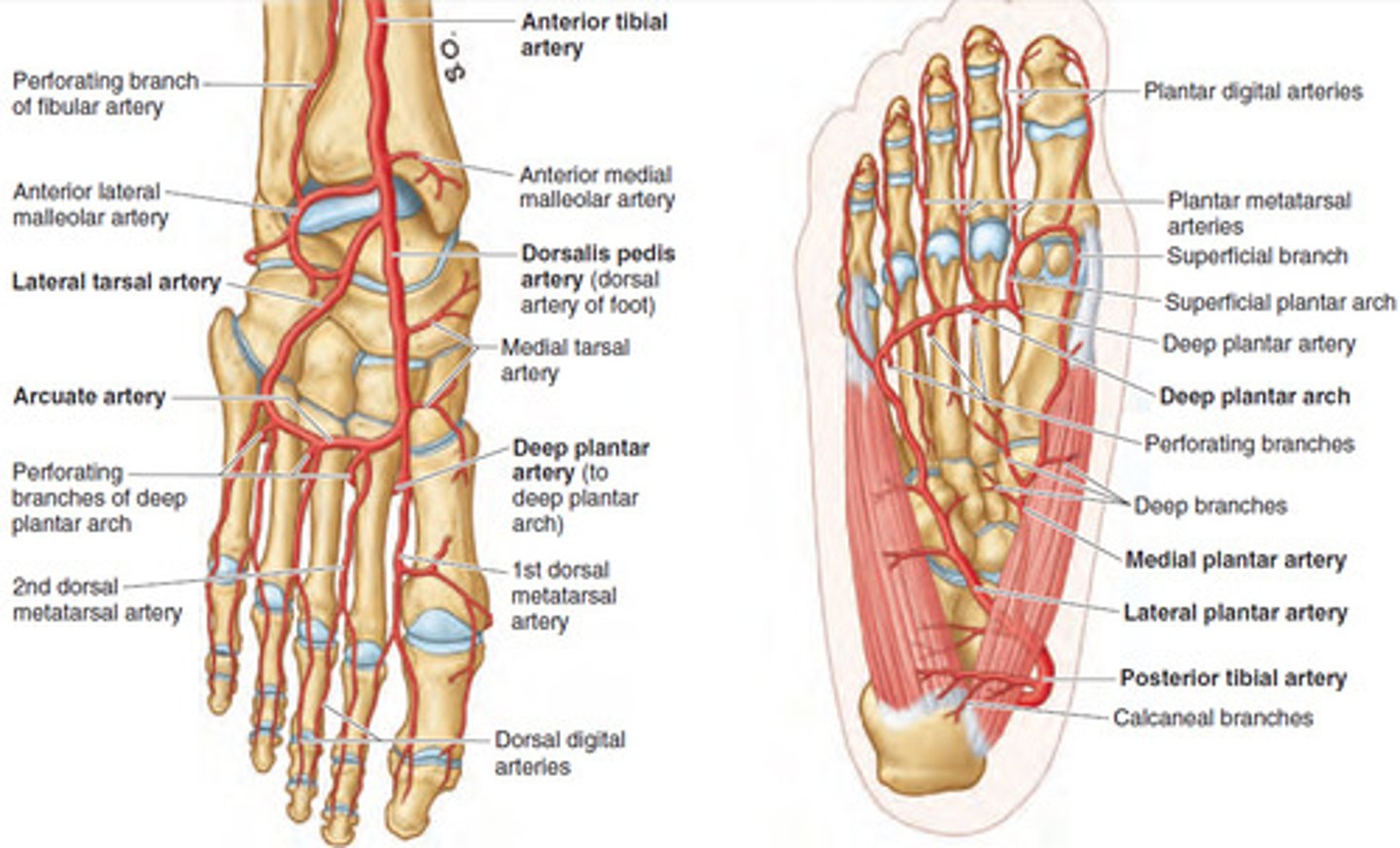 <p>- Enters via anterior tibial artery</p><p>- Bifurcates at the dorsum of the foot into:</p><p>- Dorsalis pedis and lateral tarasal aretery</p><p>- Deep plantar artery branches posteriorly</p><p>- Arcurate artery (pinky)</p><p>- Supples dorsum/digits</p>