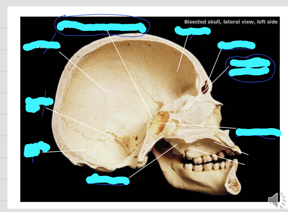 <p>Name these structures of the skull</p>