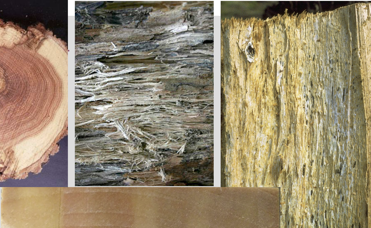 <p>May be bleached, being generally white and stringy (although initially darkened/brown) OR may show 'white pocket rot' with rot confined to certain wood cell areas.</p>