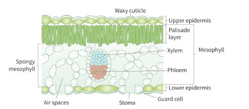 <ul><li><p><span style="background-color: transparent;"><span>1. </span><strong><span>Waxy cuticle</span></strong><span> (covers cells of upper epidermis, hydrophobic, prevents water loss and dehydration)</span></span></p></li><li><p><span style="background-color: transparent;"><span>2. </span><strong><span>Epidermis</span></strong><span> (regulates exchange of gases between leaf and air using stomata)</span></span></p><ul><li><p><span style="background-color: transparent;"><strong><span>Stomata</span></strong><span>: numerous microscopic openings on the lower surface of leaves. Each stoma = 2 guard cells, which can open or close.</span></span></p><ul><li><p><span style="background-color: transparent;"><span>When open = permit CO2 to enter, and H2O and O2 to exit (diffusion) → rate of gas exchange increases</span></span></p></li><li><p><span style="background-color: transparent;"><span>Location on lower surface limits water loss due to transpiration</span></span></p></li><li><p><span style="background-color: transparent;"><span>Stomata are also unprotected against physical factors (rain)</span></span></p></li></ul></li></ul></li><li><p><span style="background-color: transparent;"><span>3. Palisade mesophyll: densely packed cylindrical cells in upper portion of leaf. Has many chloroplasts and located to get maximum sunlight for photosynthesis</span></span></p></li><li><p><span style="background-color: transparent;"><span>4. </span><strong><span>Spongy mesophyll: </span></strong><span>loosely packed cells below palisade layer. Few chloroplasts and many air spaces → large SA for gas exchange</span></span></p></li></ul><p><span style="background-color: transparent;"><span>5. </span><strong><span>Thin and flat </span></strong><span>→ large SA for gas diffusion and sunlight absorption</span></span></p>