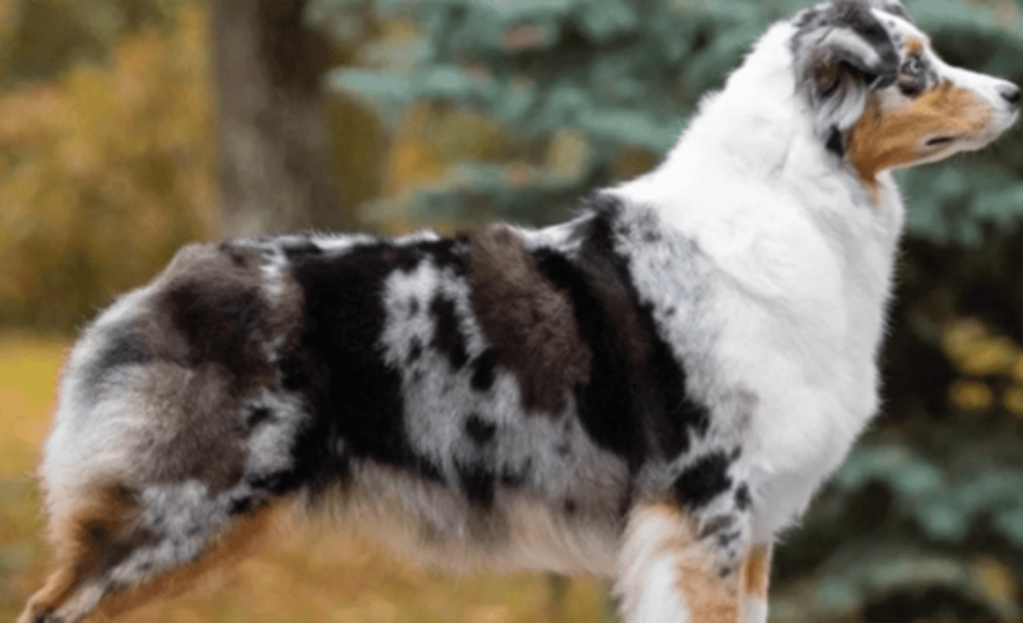 <p>FC1 - blue black merle</p>