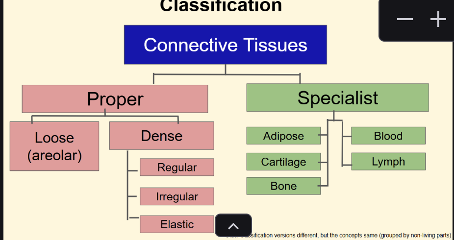 <p>connective tissue → proper + specialist </p><p>proper → loose (areolar) + dense (regular, irregular, elastic) </p><p>specialist → (adipose, cartilage, bone) + (blood, lymph)</p>