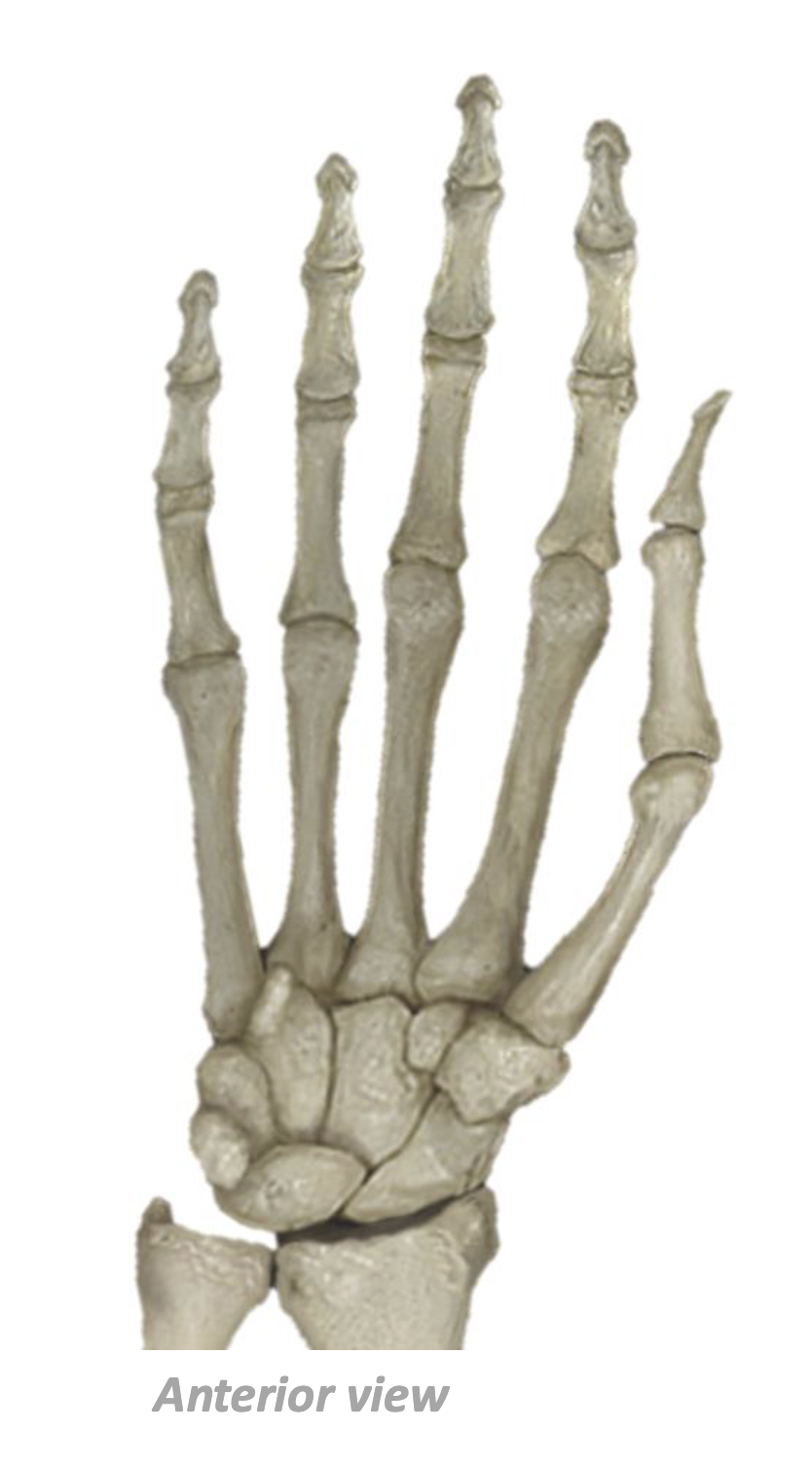 <p>What Bone Is This?</p>
