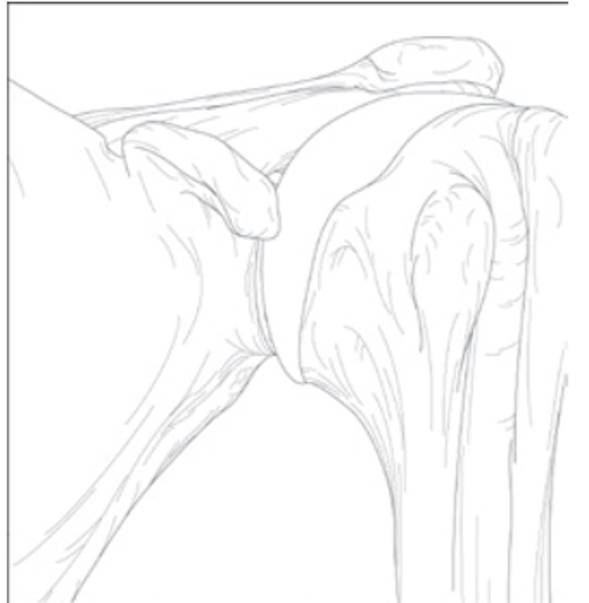 <p>What is the structural classification of this joint?</p>