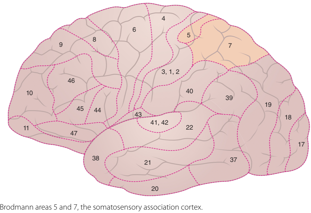 <p>Somatosensory association cortex</p>