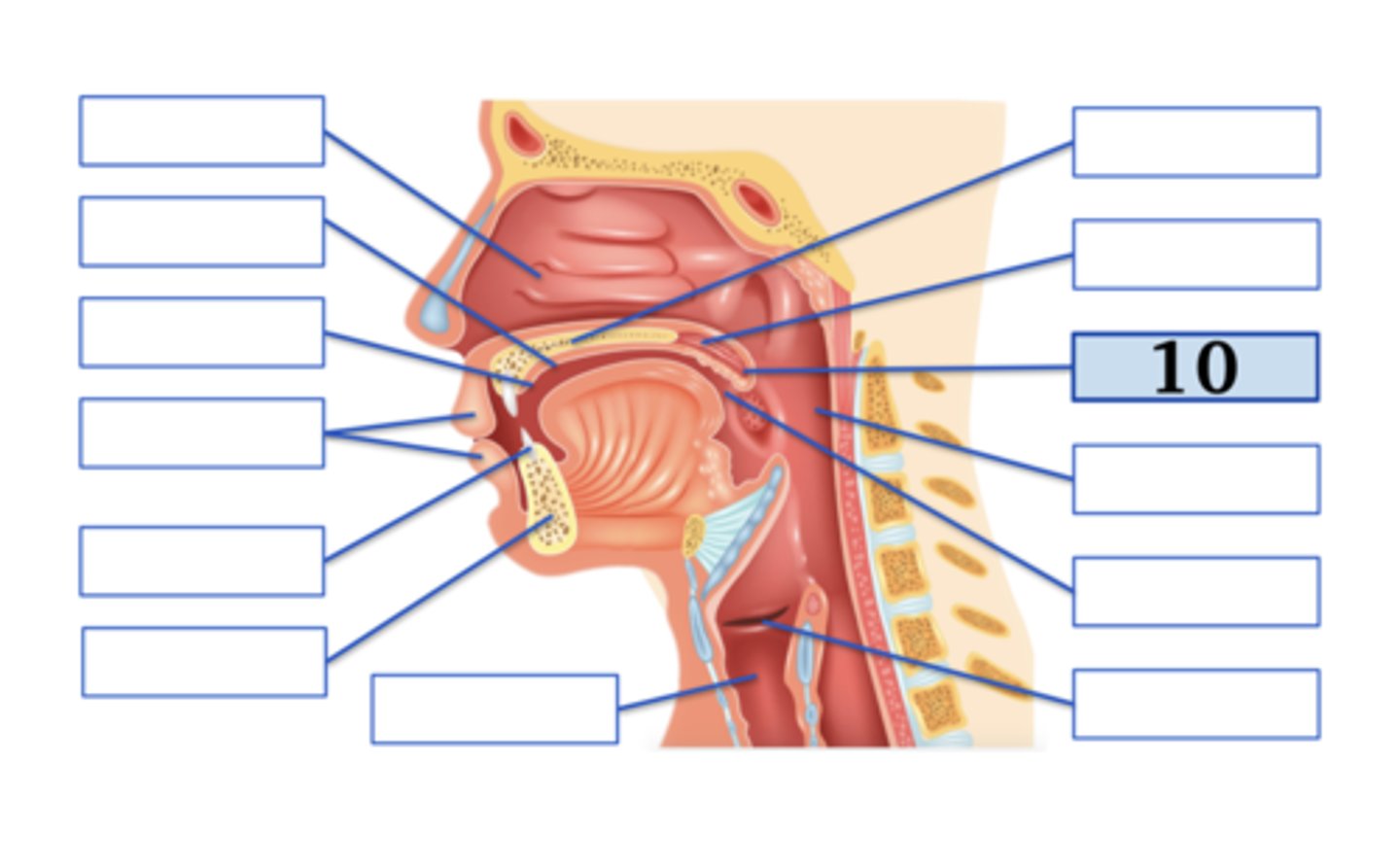 <p>uvula</p>