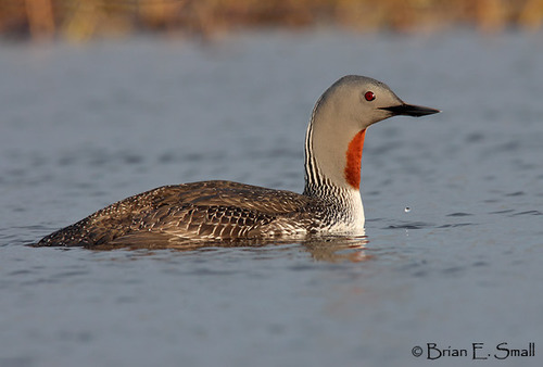 <p>Order: Gaviiformes Family: Gaviidae</p>