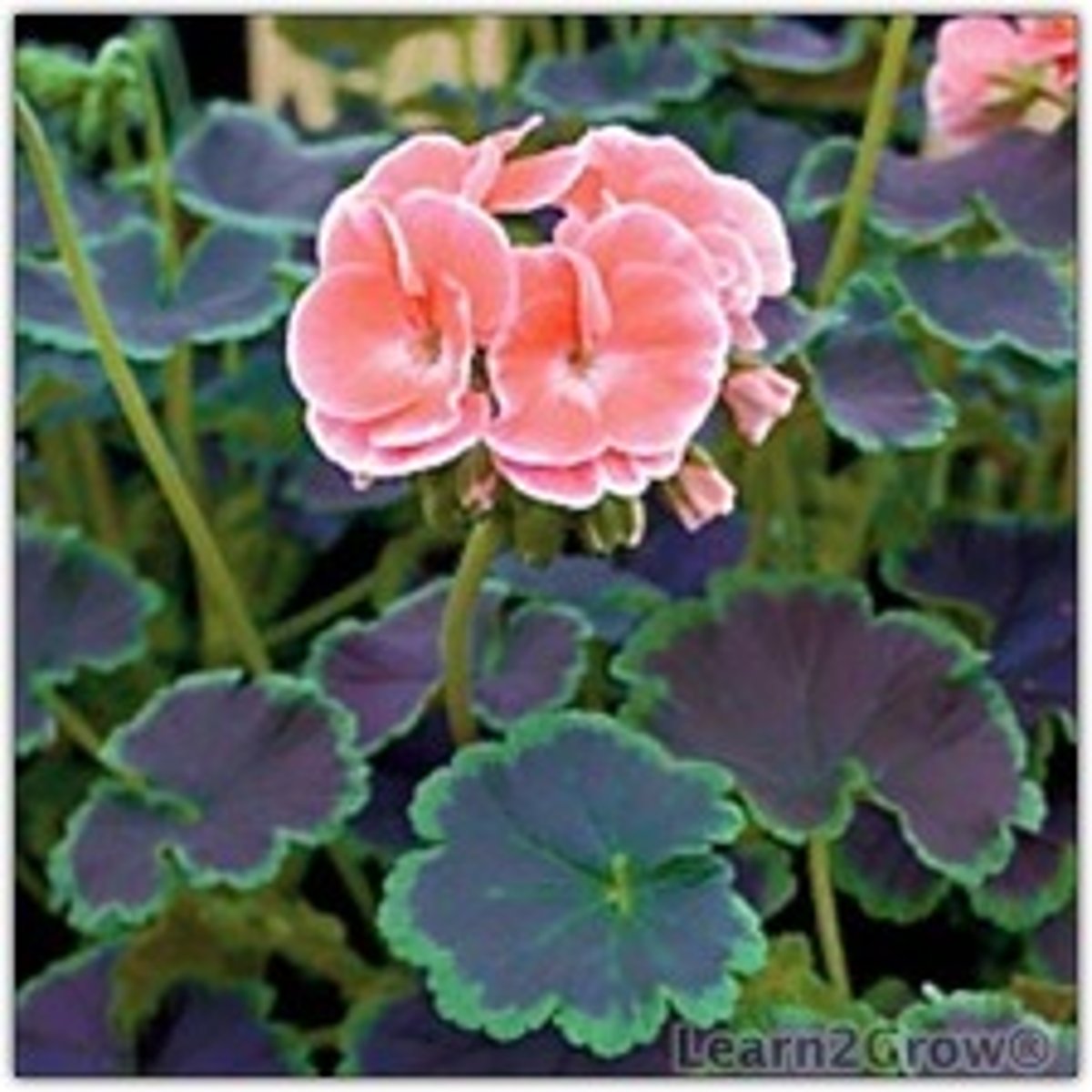 <p>Un-opened flower buds face down</p><p>Flower "stem" is very long and raises above foliage</p><p>Fragrant flowers bloom in clusters</p><p>Leaves are round-oval with ruffled edges</p>