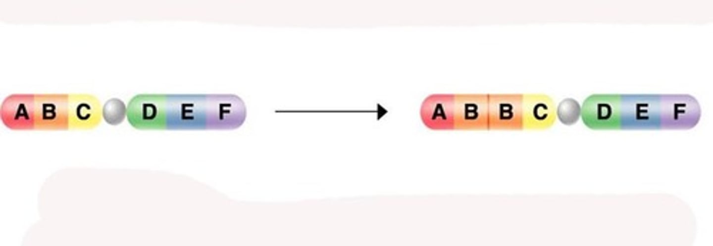 <p>a type of chromosomal mutation in which a segment of DNA is copied multiple times in the genome</p>