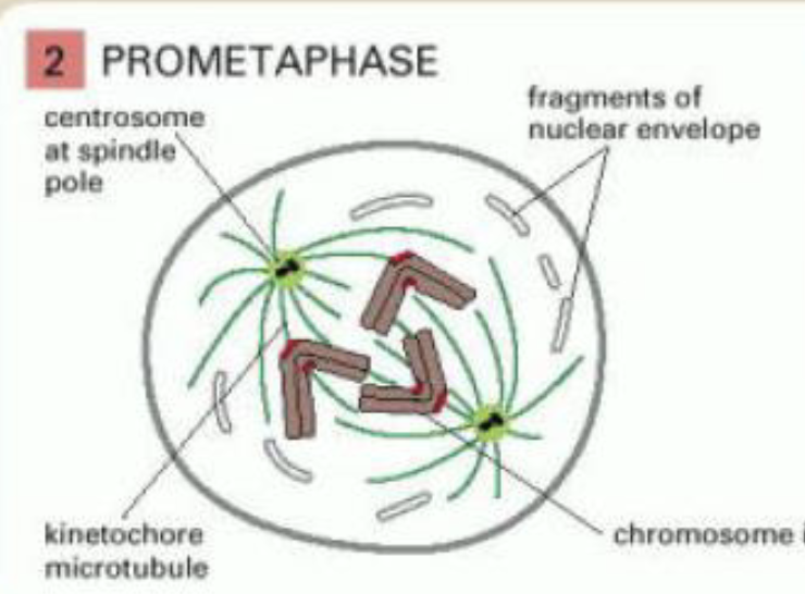 <p>prometaphase</p>