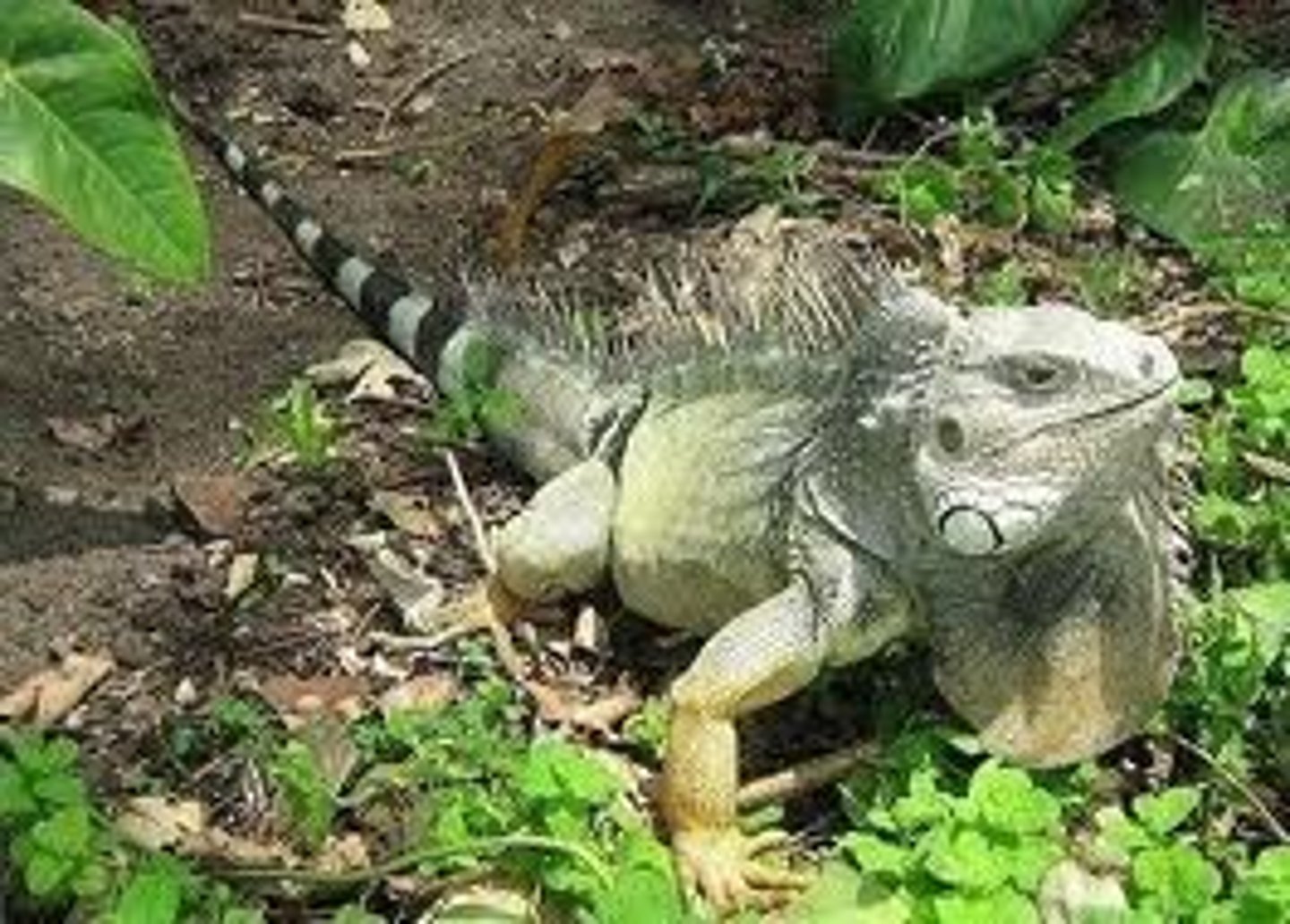 <p>Iguanas:</p><p>- fleshy tongue</p><p>- plurodont teeth</p>