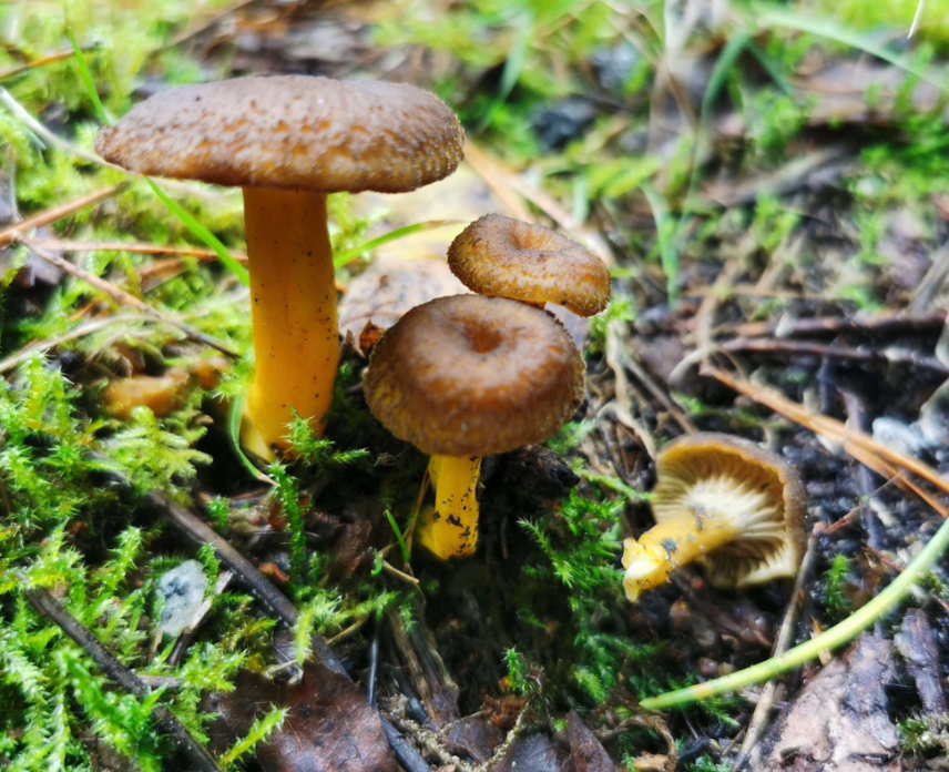 <p>skog, ofta granskog. Mykorrhiza. Har åsar, inte skivor. Uppskattad matsvamp. </p>