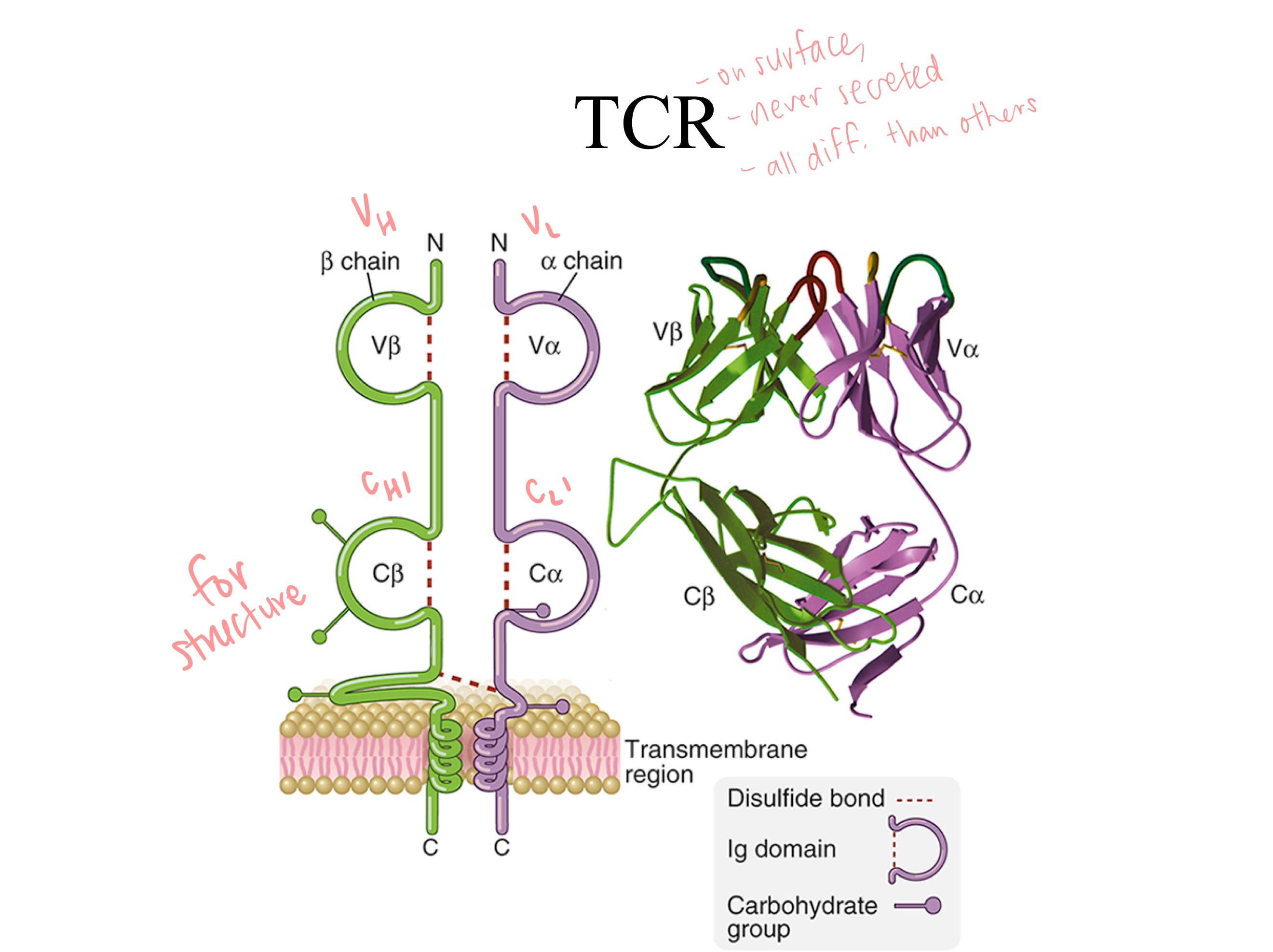 <p>Remove F<sub>c</sub>  ; add transmembrane region</p><p>(KEEP F<sub>ab</sub> = V<sub>L </sub>, V<sub>H</sub> , C<sub>L</sub> , C<sub>H</sub>1)</p><p>(F<sub>c</sub> is what communicates w immune sys., not needed bc TCR is on T cell surface)</p>