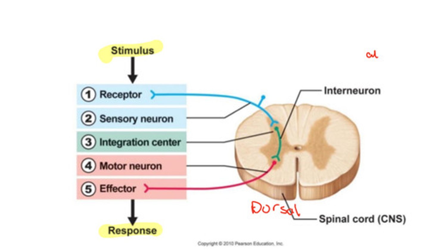 <p>Receptor, sensory neuron, interneuron, motor neuron, and effector.</p>