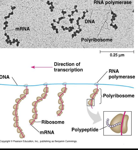 <p></p><ol><li><p>Happens solely in the cytoplasm</p></li><li><p>Do not require RNA transcript modification- their RNA transcripts can be translated immediately after being transcribed</p></li><li><p>RNA transcript can be transcribed and translated at the same time </p></li></ol><ul><li><p>multiple polymerases can transcribe a single gene</p></li><li><p>numerous ribosomes can concurrently translate the mRNA transcripts into polypeptides <strong>(polyribosomes)</strong></p><ul><li><p>This can allow a specific transcript and/or specific protein to rapidly reach high concentration in a cell</p></li></ul></li></ul><p></p>