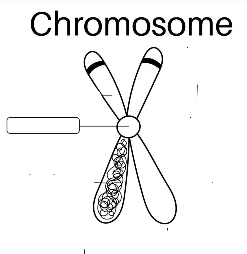 <p>Chromosone Part</p>