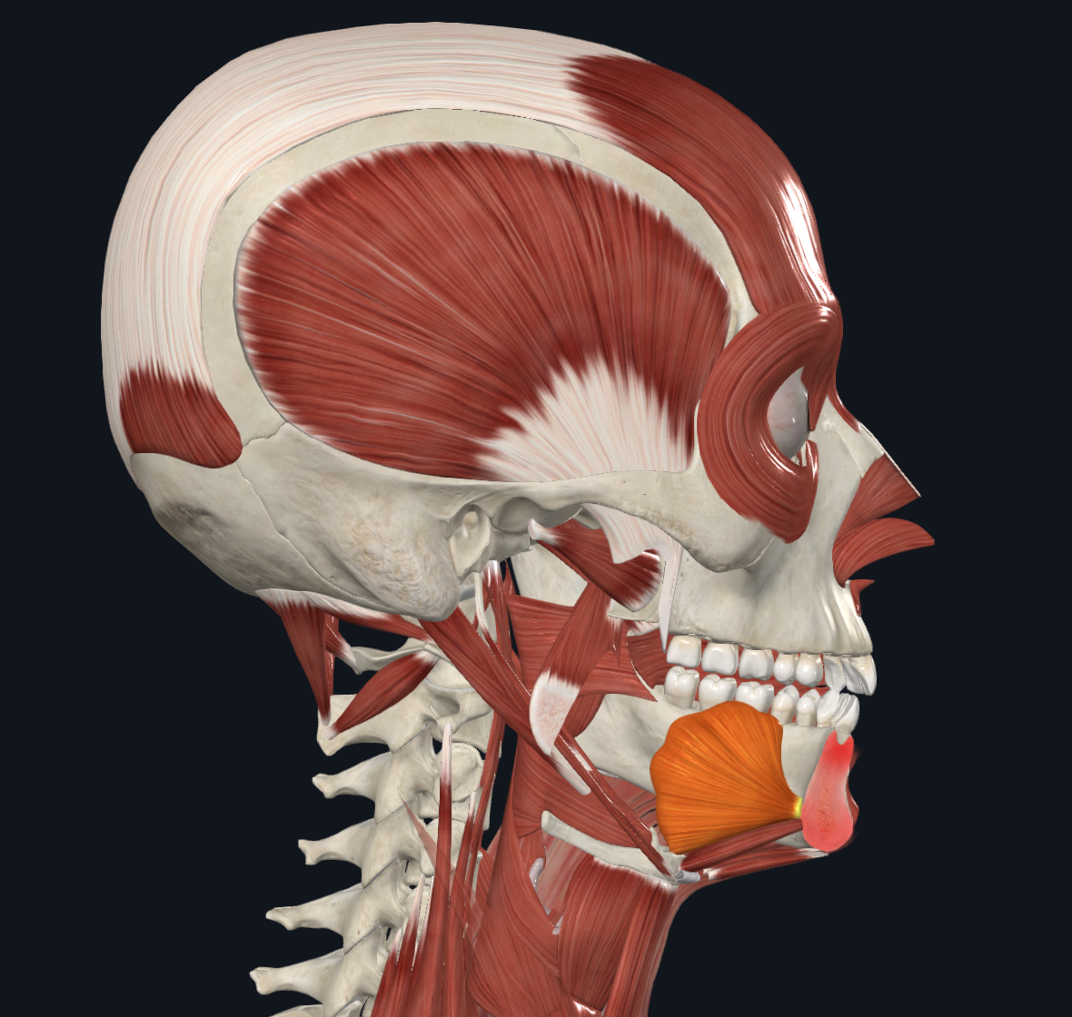 <p>name the highlighted muscle</p>