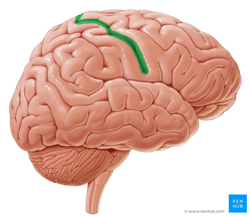 <p>divides frontal and parietal</p>